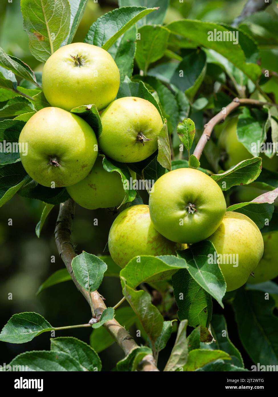 Ripening late summer fruit of the apple, Malus x domestica Malus x domestica 'White Quarrenden' Stock Photo
