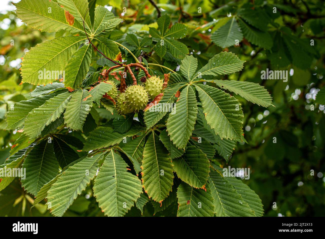 The genus Aesculus, with species called buckeye and horse chestnut, comprises 13–19 species of flowering plants in the family Sapindaceae. They are tr Stock Photo
