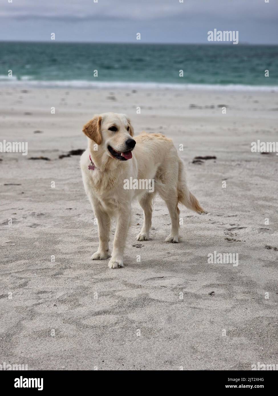 Juvenile golden retriever playing on the beach Stock Photo