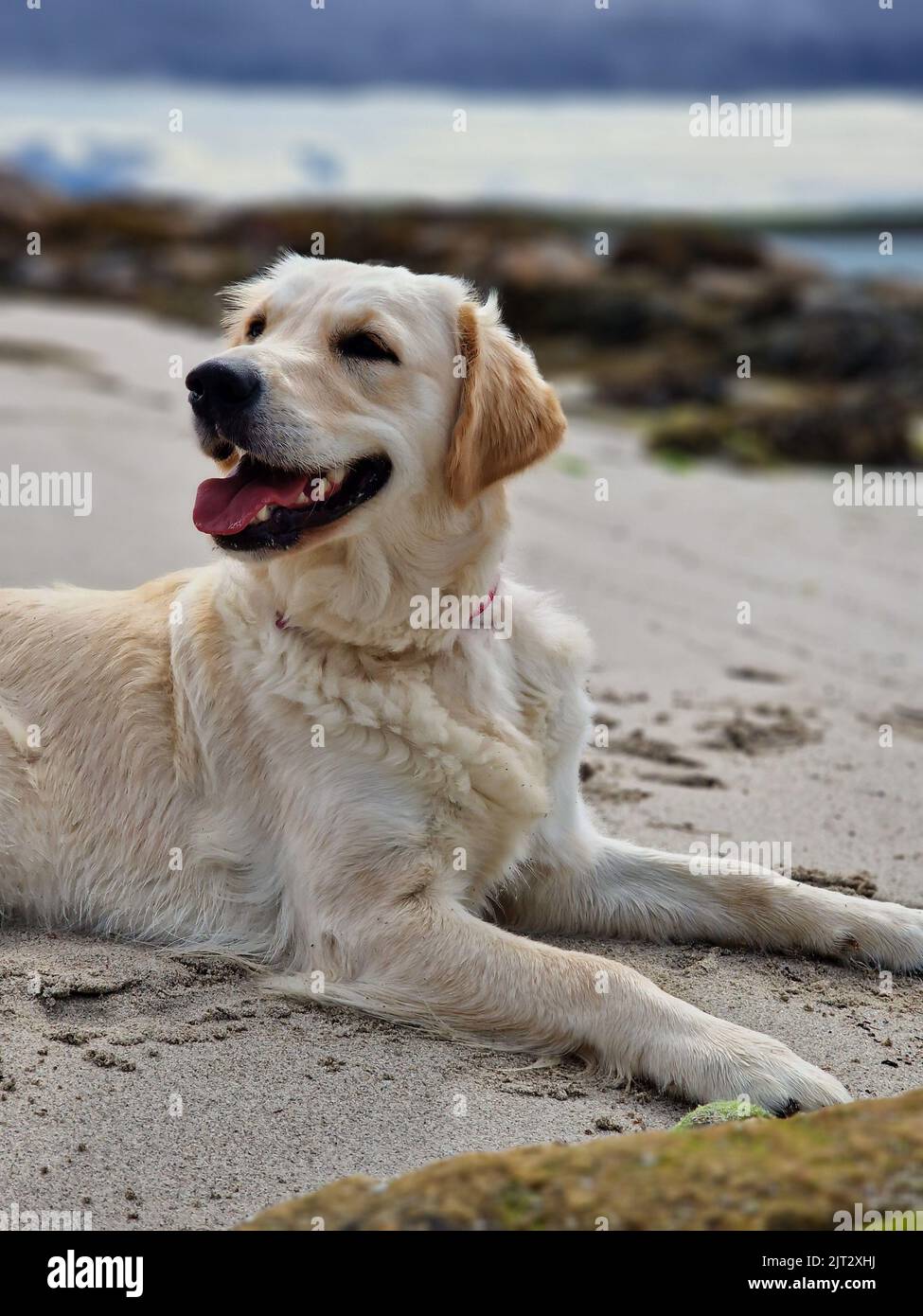 Juvenile golden retriever playing on the beach Stock Photo