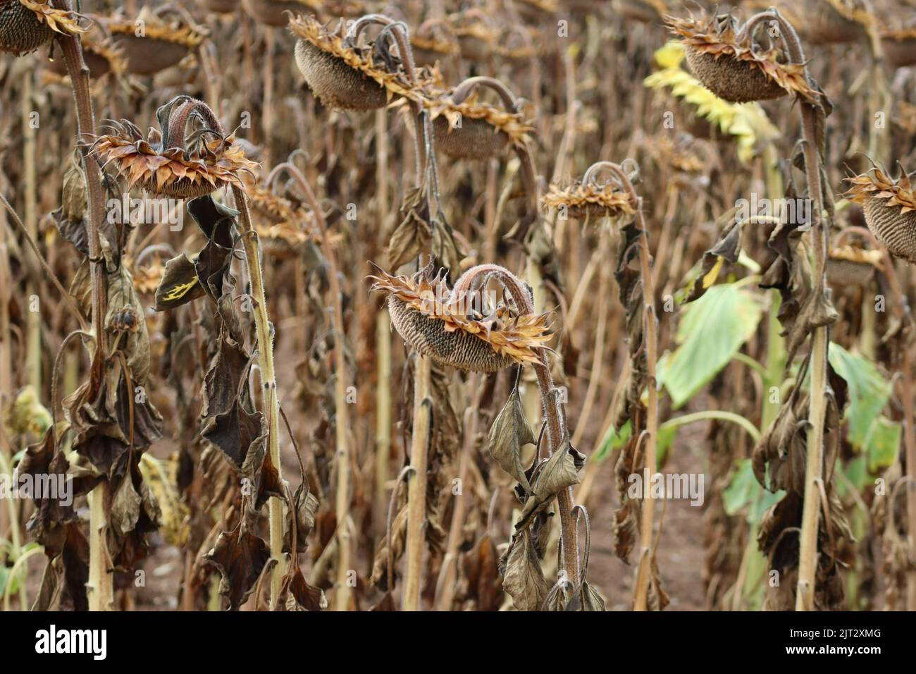 badly affected Sunflower field Stock Photo