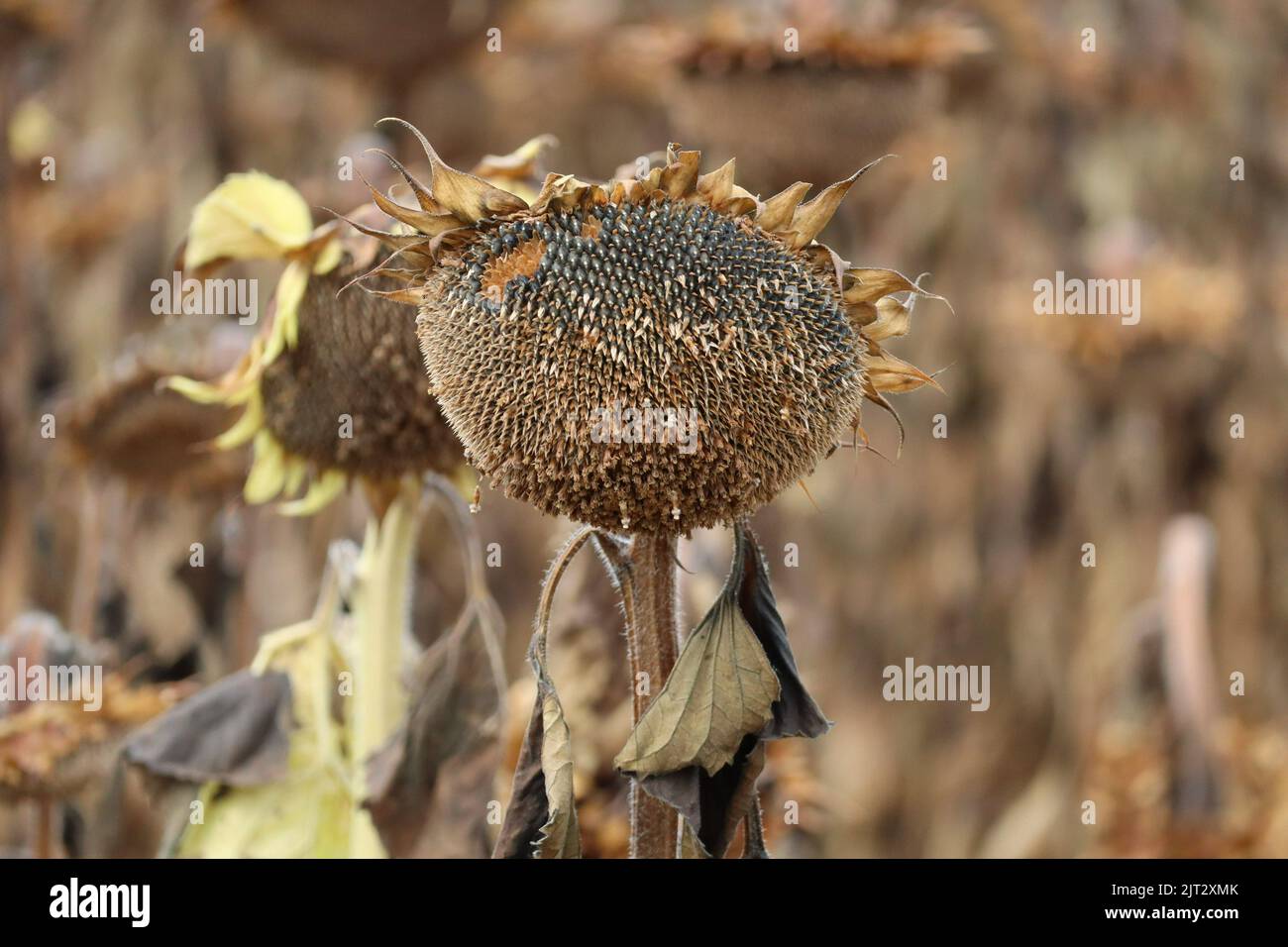 Sunflower seeds presumably picked out by Birds Stock Photo