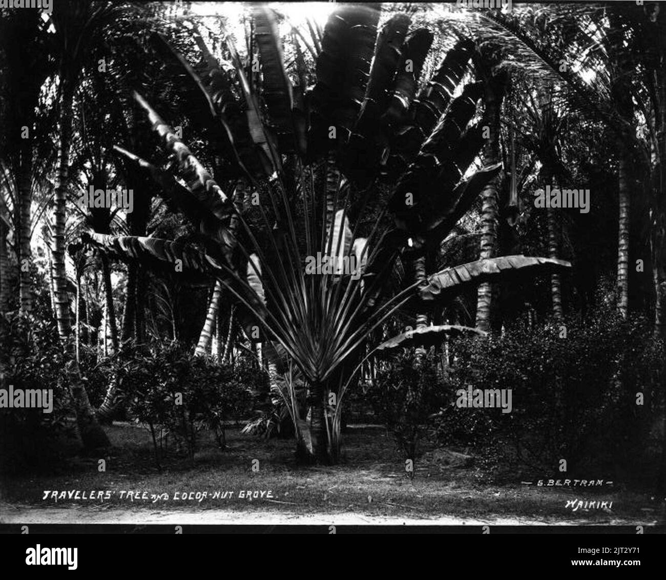 Travelers' Tree and Coconut Grove, Ainahau, photograph by Brother Bertram. Stock Photo