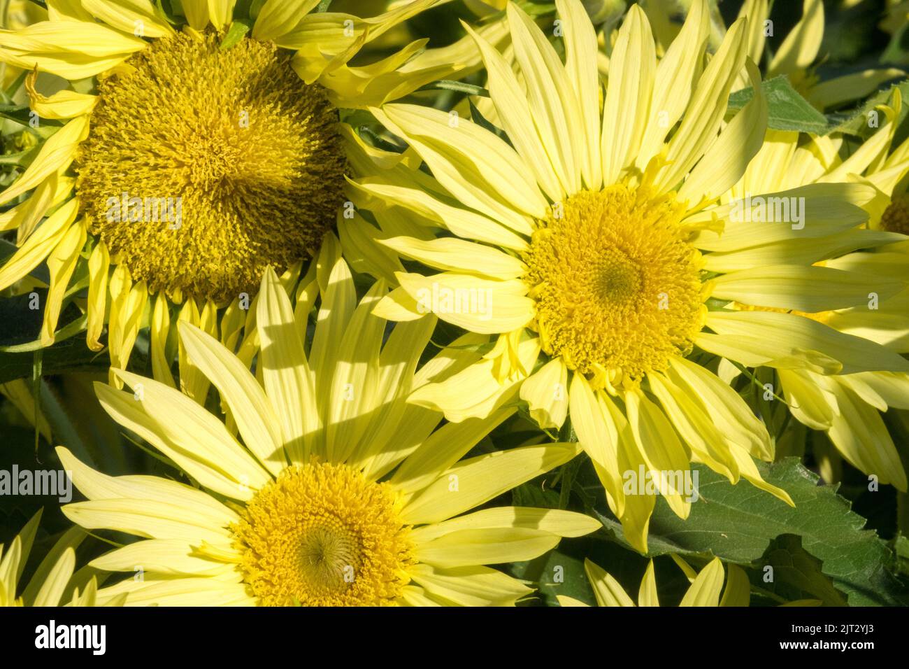 Yellow Sunflowers, Helianthus annuus 'Lemon Cutie' Stock Photo
