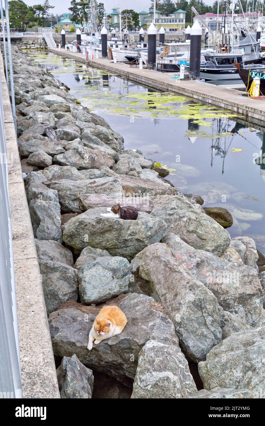 Homeless, abandoned, neglected cats  'Felis catus'  (house cats), resting along reinforcement rocks, fishing boat harbor, California. Stock Photo