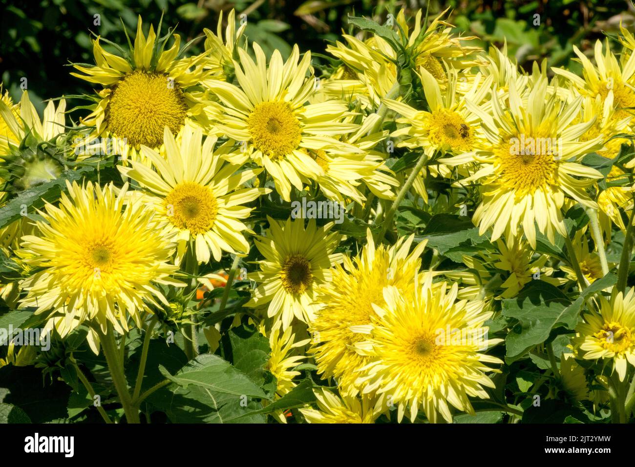 Herbaceous Garden Sunflowers, Helianthus annuus 'Lemon Cutie' dwarf variety unusual semi-double, lemon-coloured flowers Stock Photo