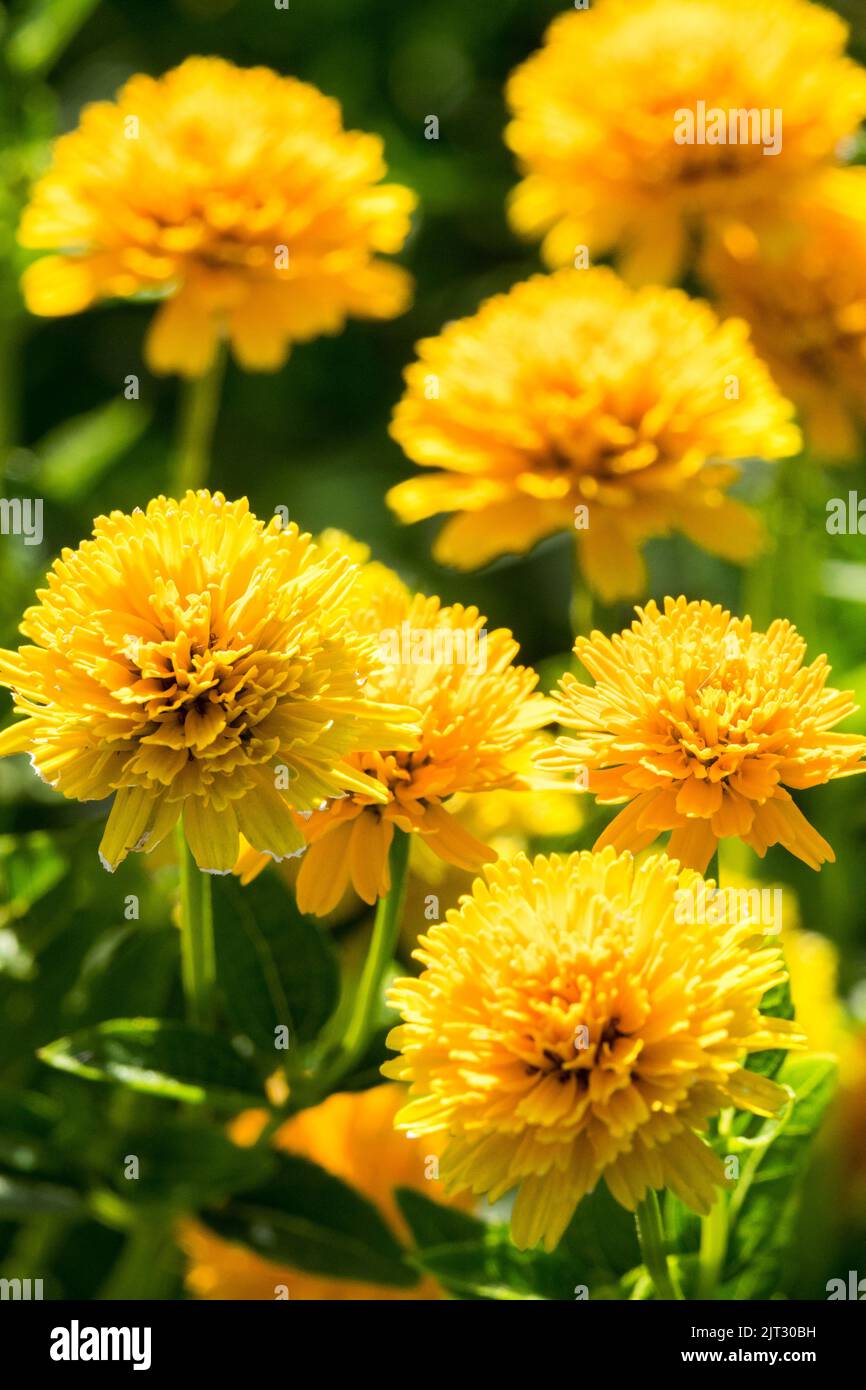 Yellow, False sunflower, Heliopsis helianthoides, Scabra, Asahi, Flowering, Blossoms Stock Photo