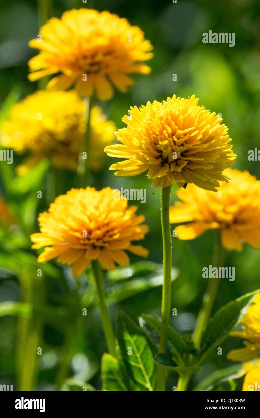 Heliopsis helianthoides Scabra Asahi, Flowers, False sunflower, Heliopsis Asahi, Blooming, Sunflowers Stock Photo