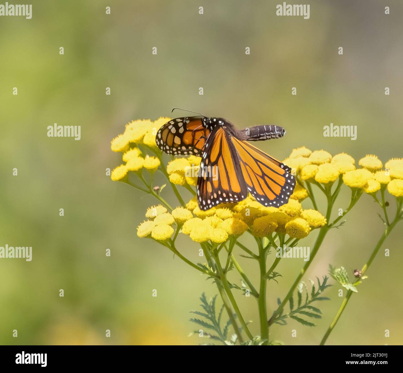 Beautiful orange Monarch Butterfly on Yellow yarrow up close Stock Photo