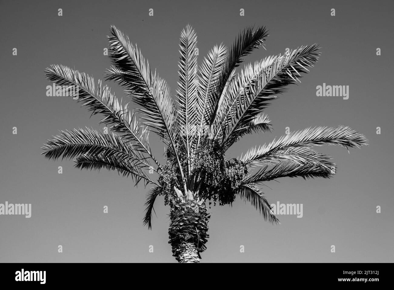 Captivating Black and White Palm Tree in Jaffa, Israel Stock Photo