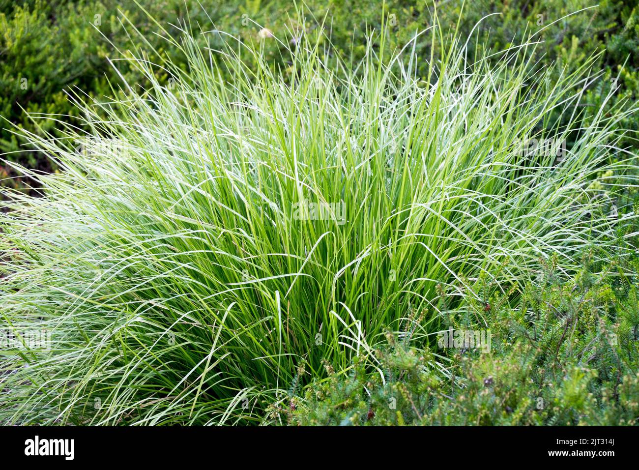 Autumn Moor Grass, Sesleria autumnalis, Perennial, Clumps of Grass, Sesleria, Hardy, Plant Stock Photo