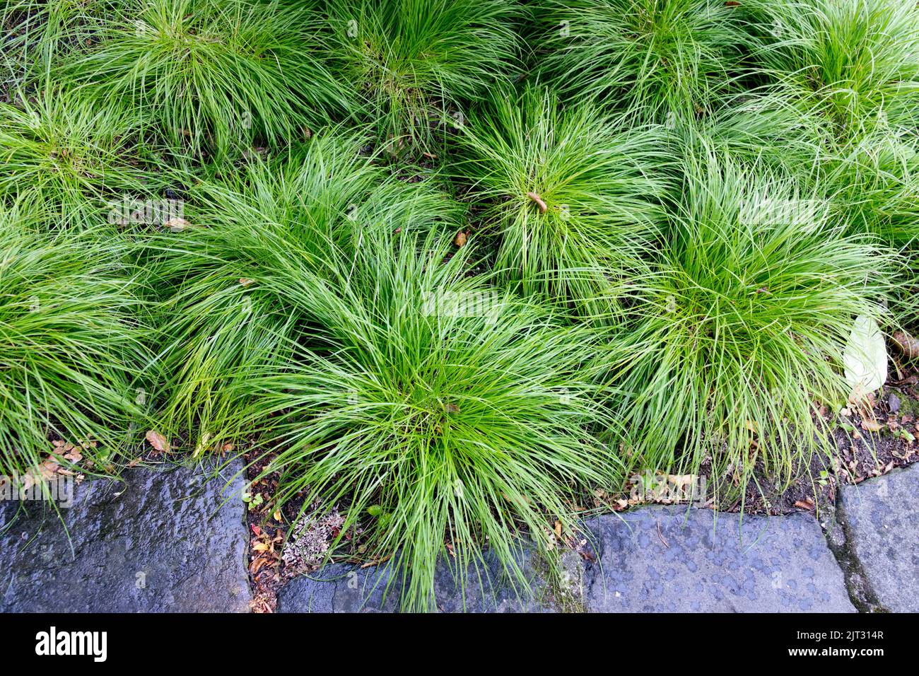Carex montana, Clumps, Grasses, Lined, Garden, Hardy, Sedge, Carex, Grass Sidewalk Stock Photo