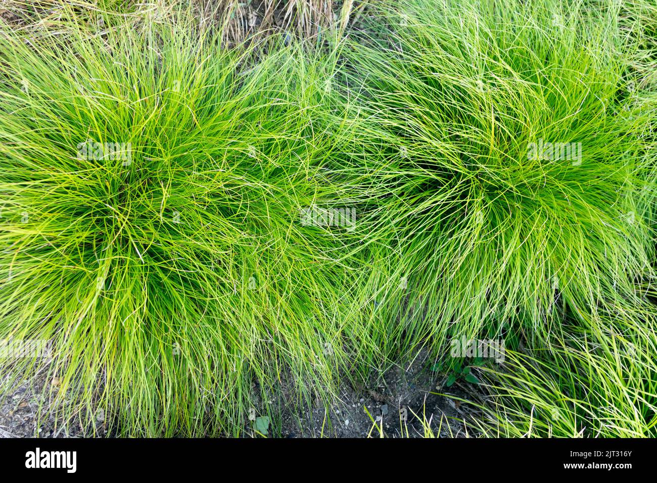 Carex humilis 'Trimburg', Clumps of Grasses, Sedge, Garden, Perennial, Plant, Hardy Grass ground cover plants Stock Photo