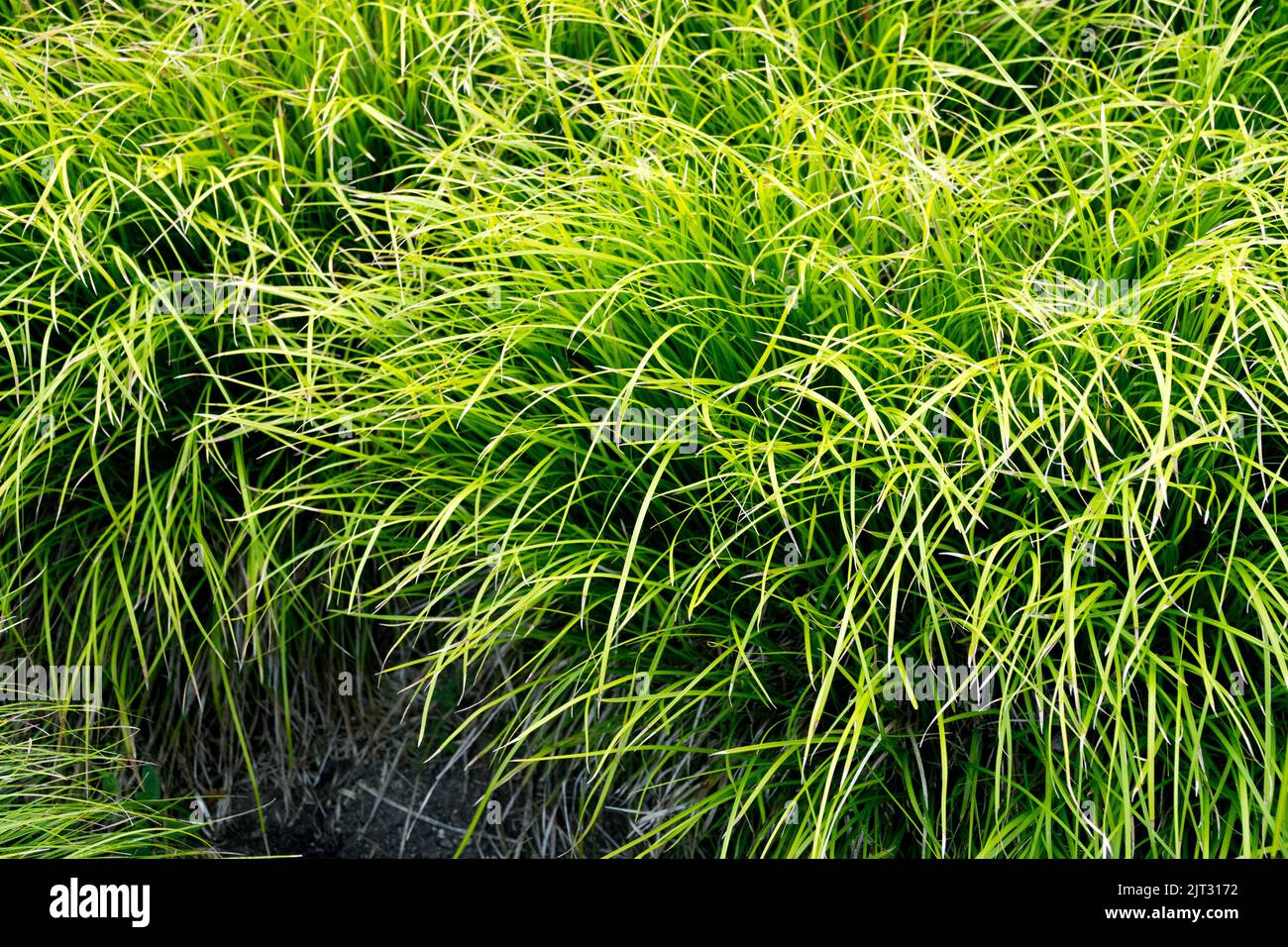 Ornamental Grass Perennials, Carex pediformis, Garden, Grasses, Sedge, Hardy, Plant Stock Photo