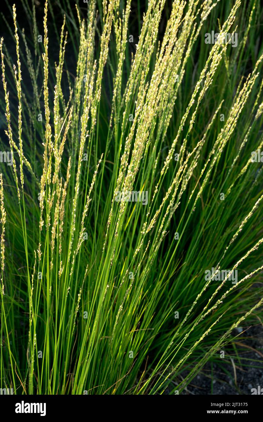 Purple moor-grass, Molinia caerulea, Moor-grass, Molinia Haidebraut, Ornamental, Grass, Molinia, Plant Stock Photo