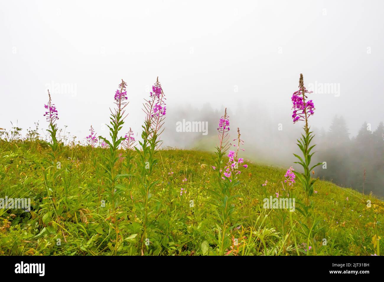 Fireweed, Chamaenerion angustifolium, flowering in the Cascade Mountains, Mt. Baker-Snoqualmie National Forest, Washington State, USA Stock Photo