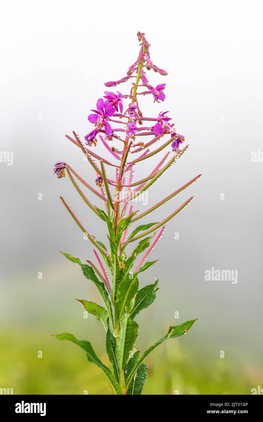 Fireweed, Chamaenerion angustifolium, flowering in the Cascade Mountains, Mt. Baker-Snoqualmie National Forest, Washington State, USA Stock Photo