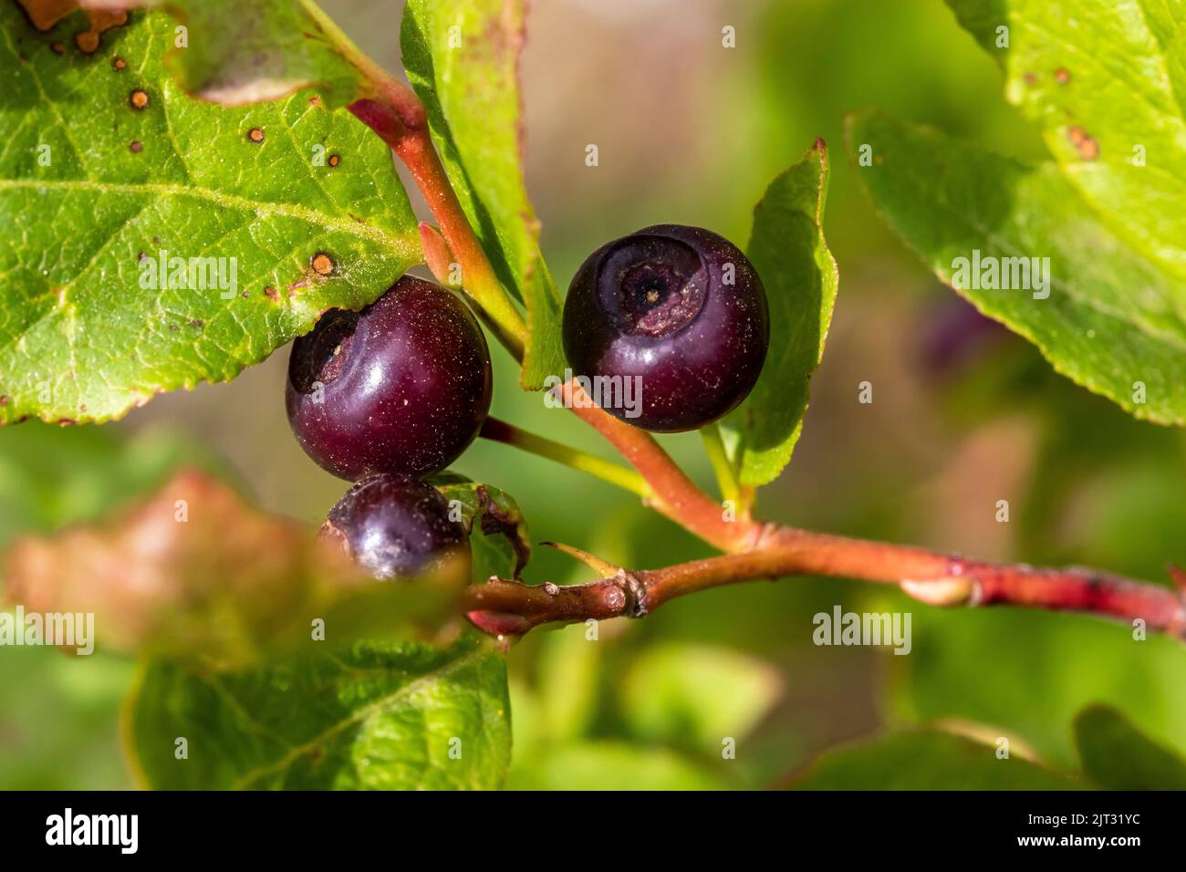 Tall Huckleberry, Vaccinium membranaceum, berries on Evergreen Mountain, Cascade Range, Mt. Baker-Snoqualmie National Forest, Washington State, USA Stock Photo