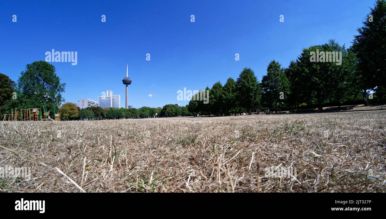 cologne, germany, august 25, 2022: drought in the cologne green belt in summer Stock Photo