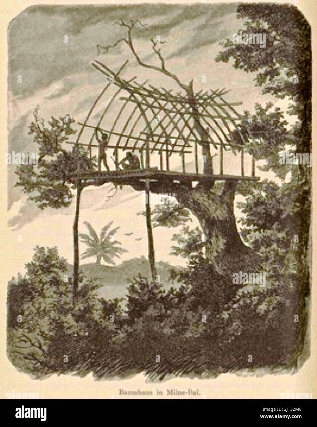 Treehouse at Milne Bay - Papua New Guinea - 1884-1885 Stock Photo - Alamy