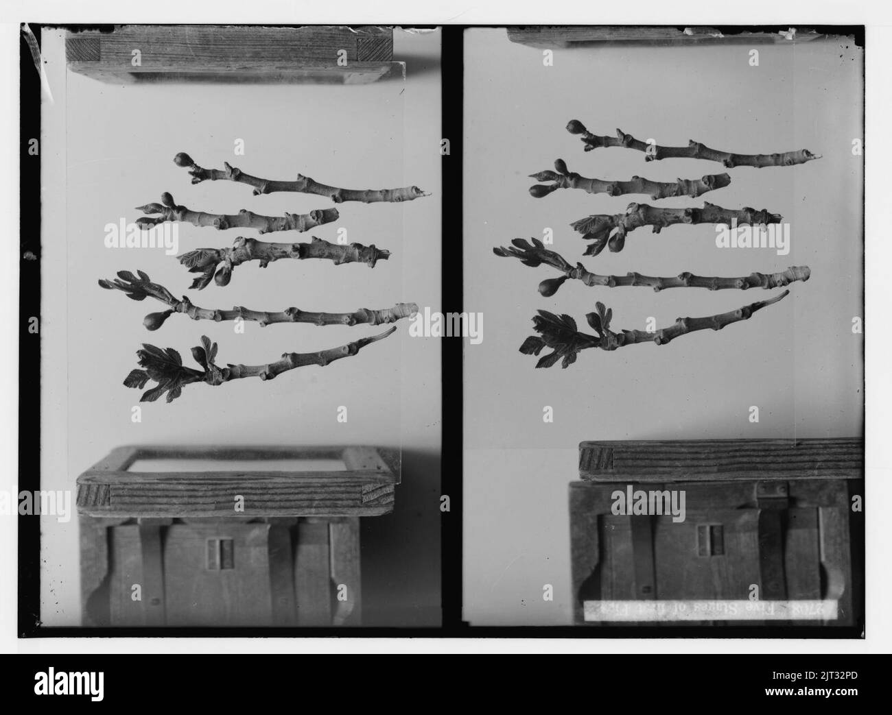 Trees and shrubs. Five stages of first figs Stock Photo Alamy