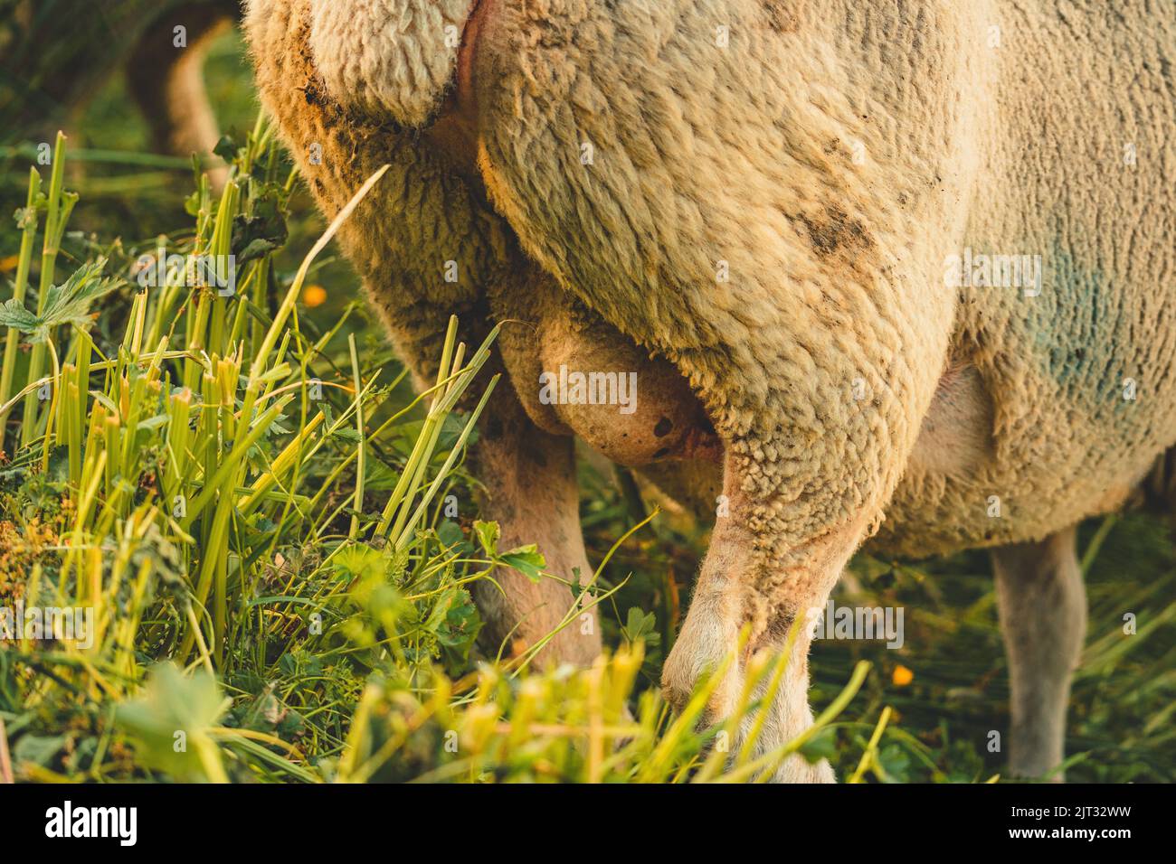 Sheep Rind Back A closeup back view of a sheep Stock Photo - Alamy
