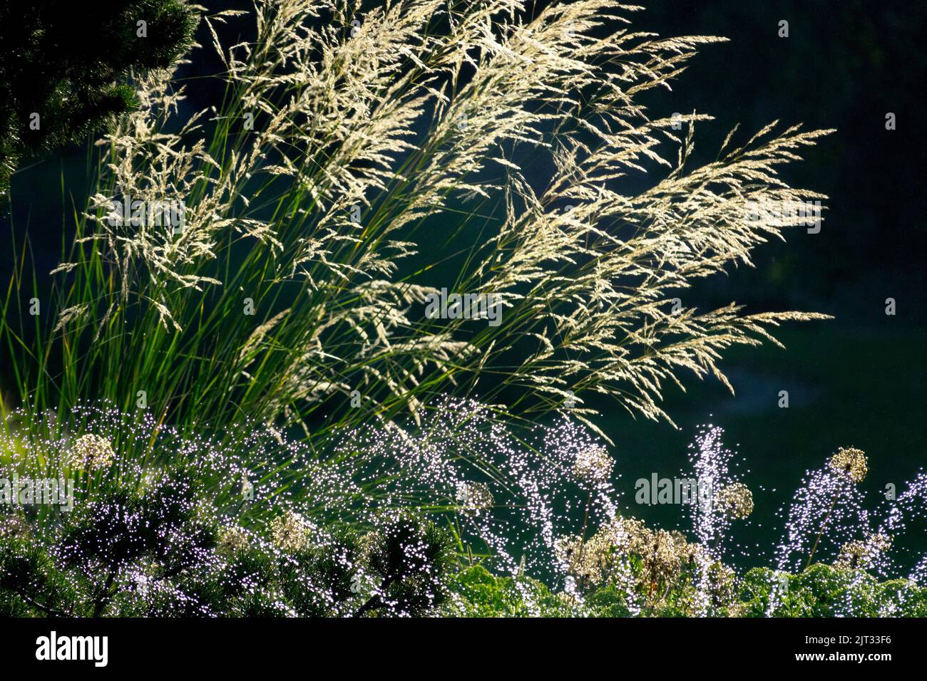 Watering garden, Chee Grass, Achnatherum splendens or Stipa splendens, Tall Grass Blooming in mid-summer garden long grass Stock Photo