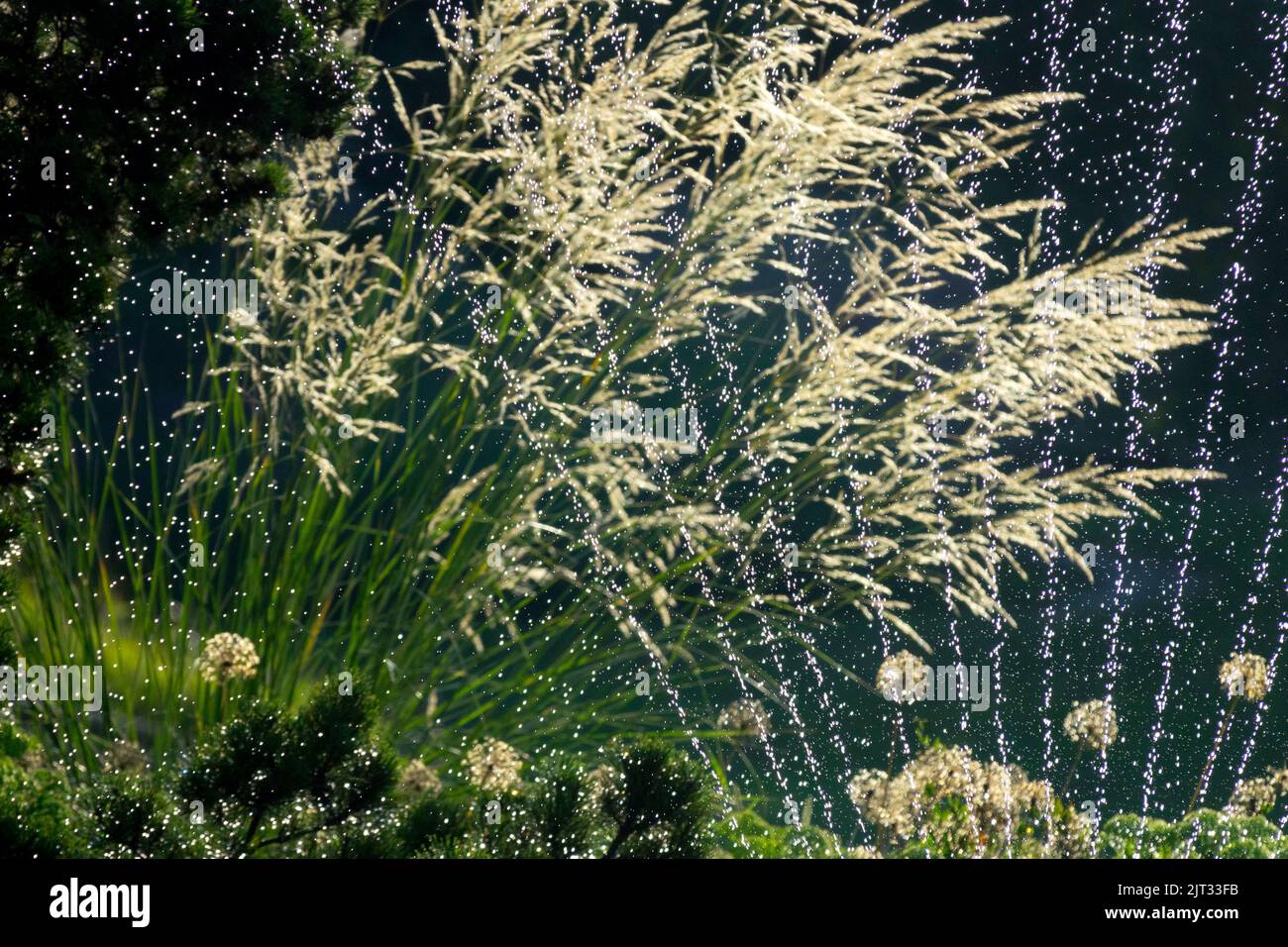 Tall grasses watering garden Water Sprinkler Summer, Spraying Grasses, Chee Grass, Stipa splendens, Stems Stipa splendens Stock Photo