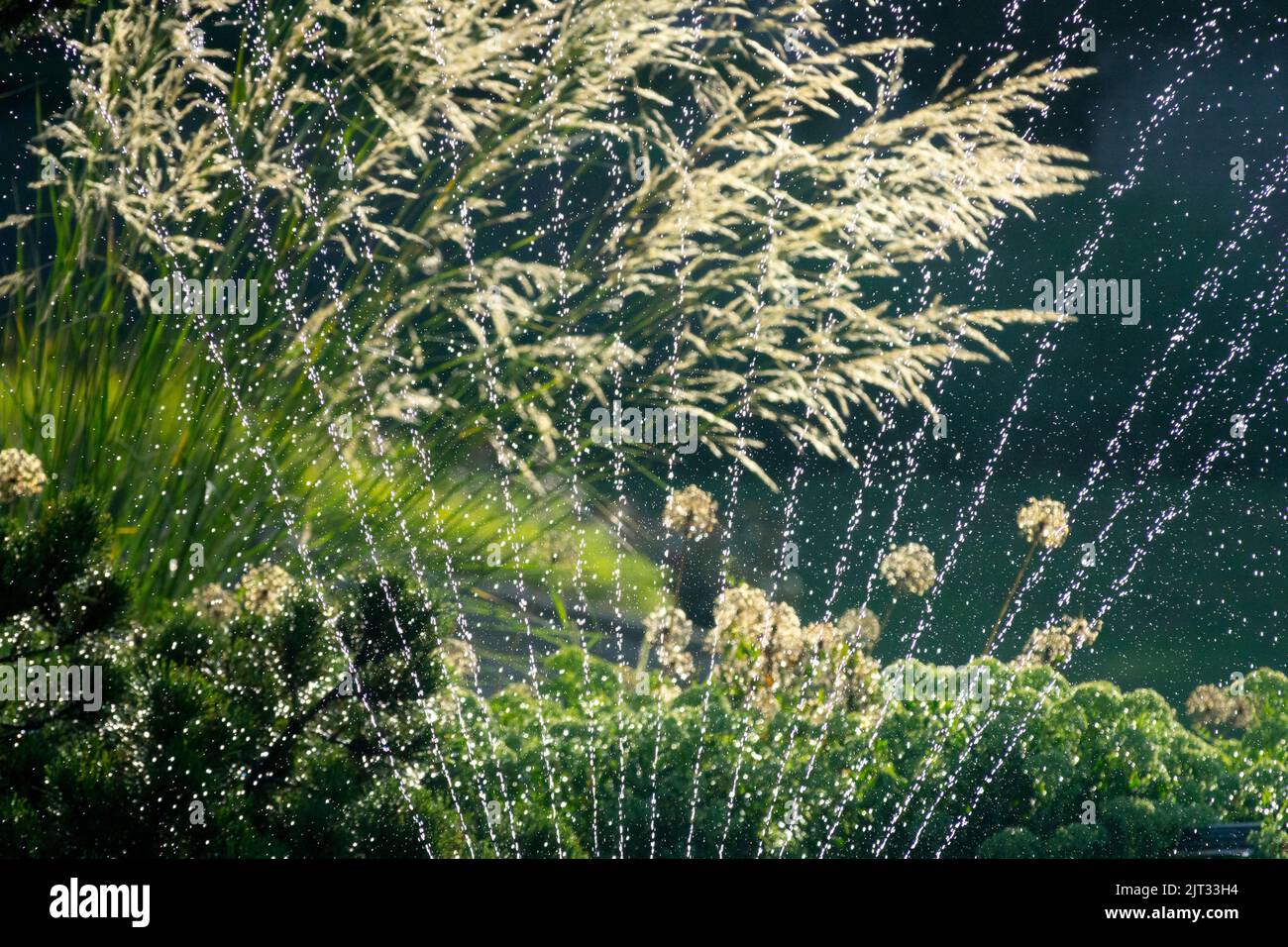 Irrigation, Garden, Sprinkler, Spraying, Summer, Watering garden, Stipa splendens, Chee Grass Stock Photo