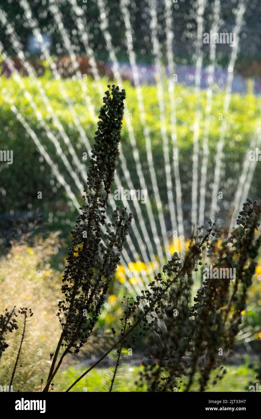 August, Watering, Plants, Garden, Spraying, Seedheads, Mid-summer Desert Candle, Foxtail Lily, Eremurus Stock Photo