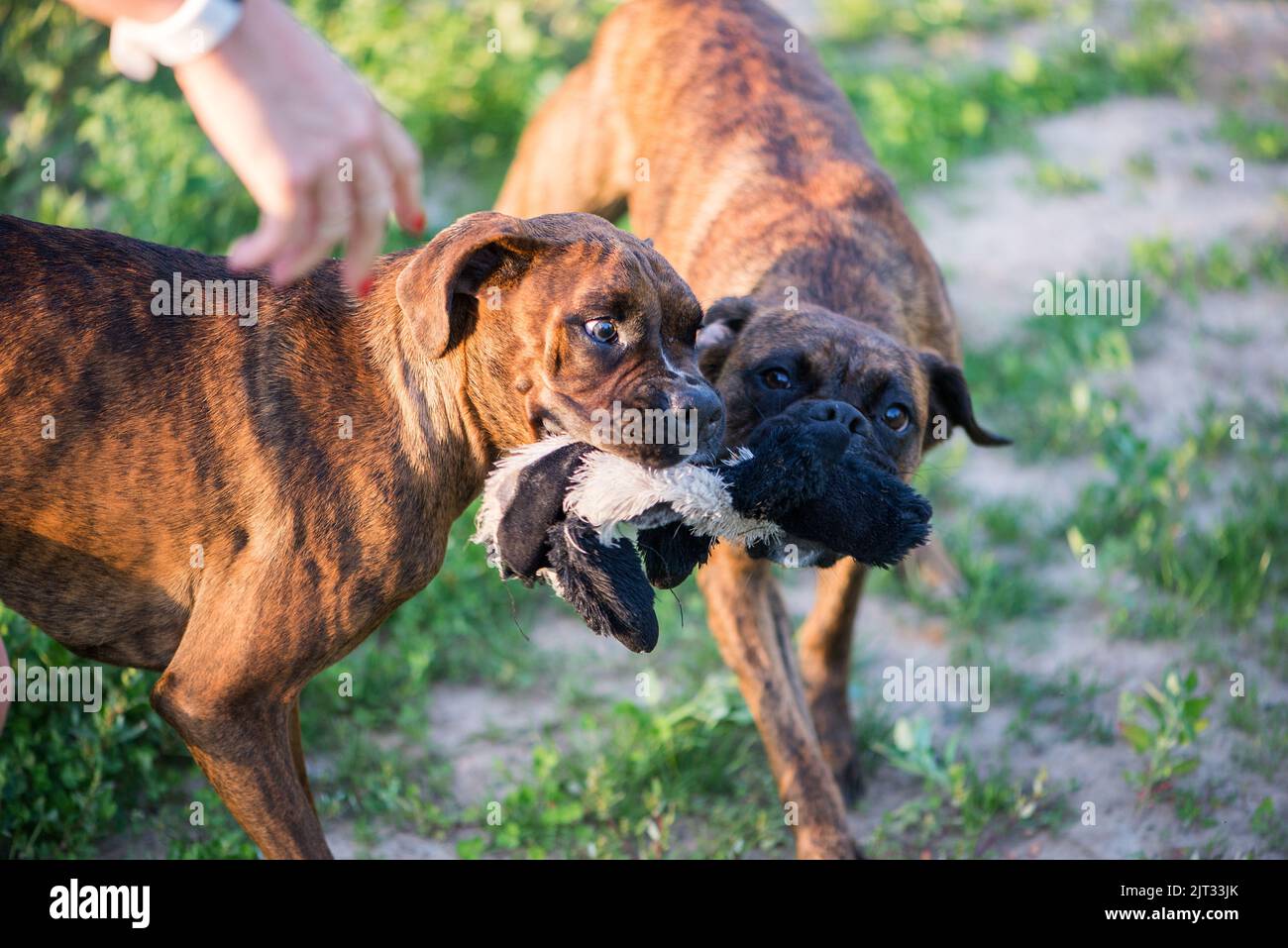 Boxer playing at park hi-res stock photography and images - Alamy