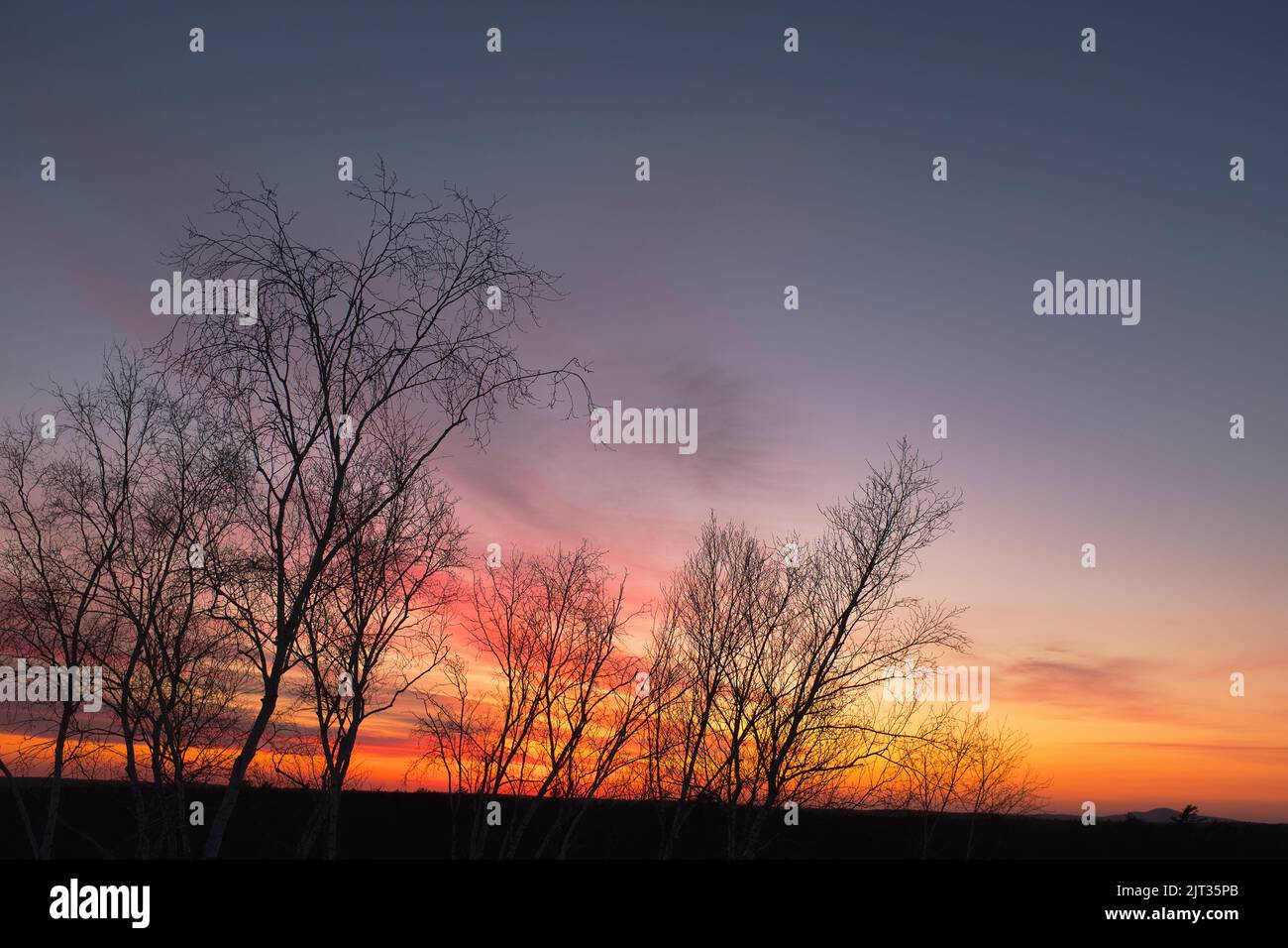 Silhouette of Bare Trees at Sunset Stock Photo