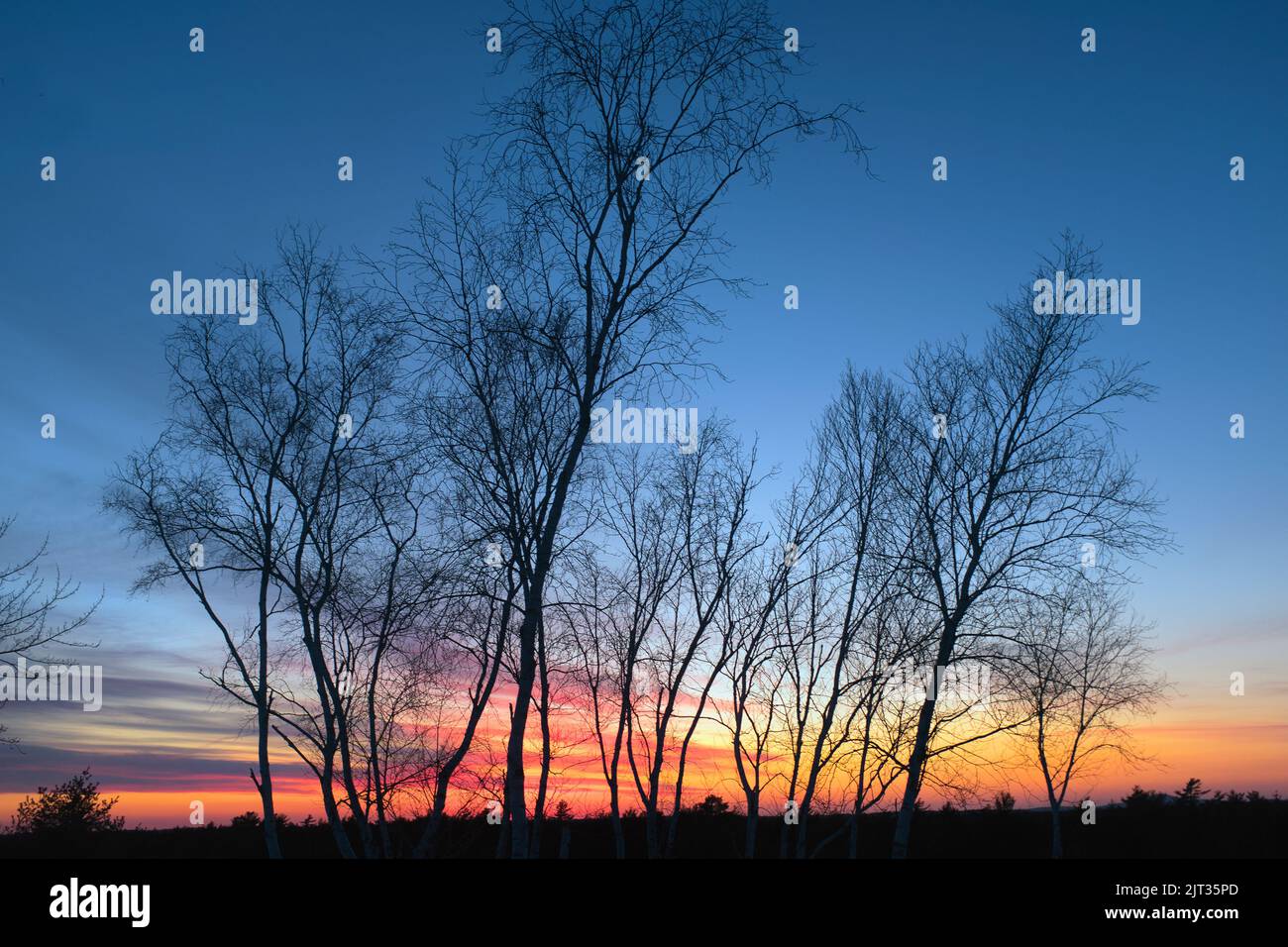 Silhouette of Bare Trees at Sunset Stock Photo