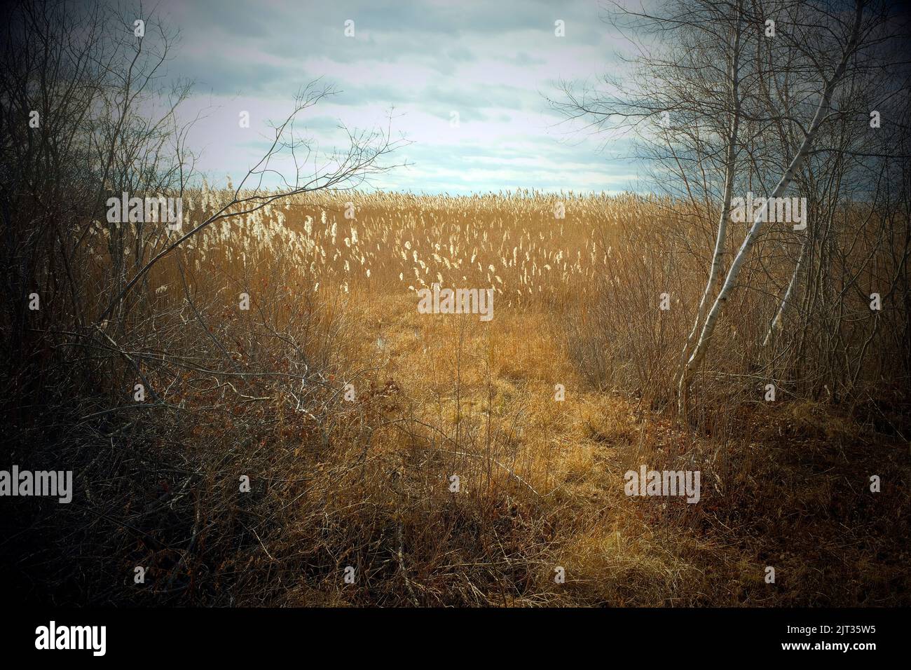 View of Field of Tall Grass through opening of Bare Birch Trees Stock Photo
