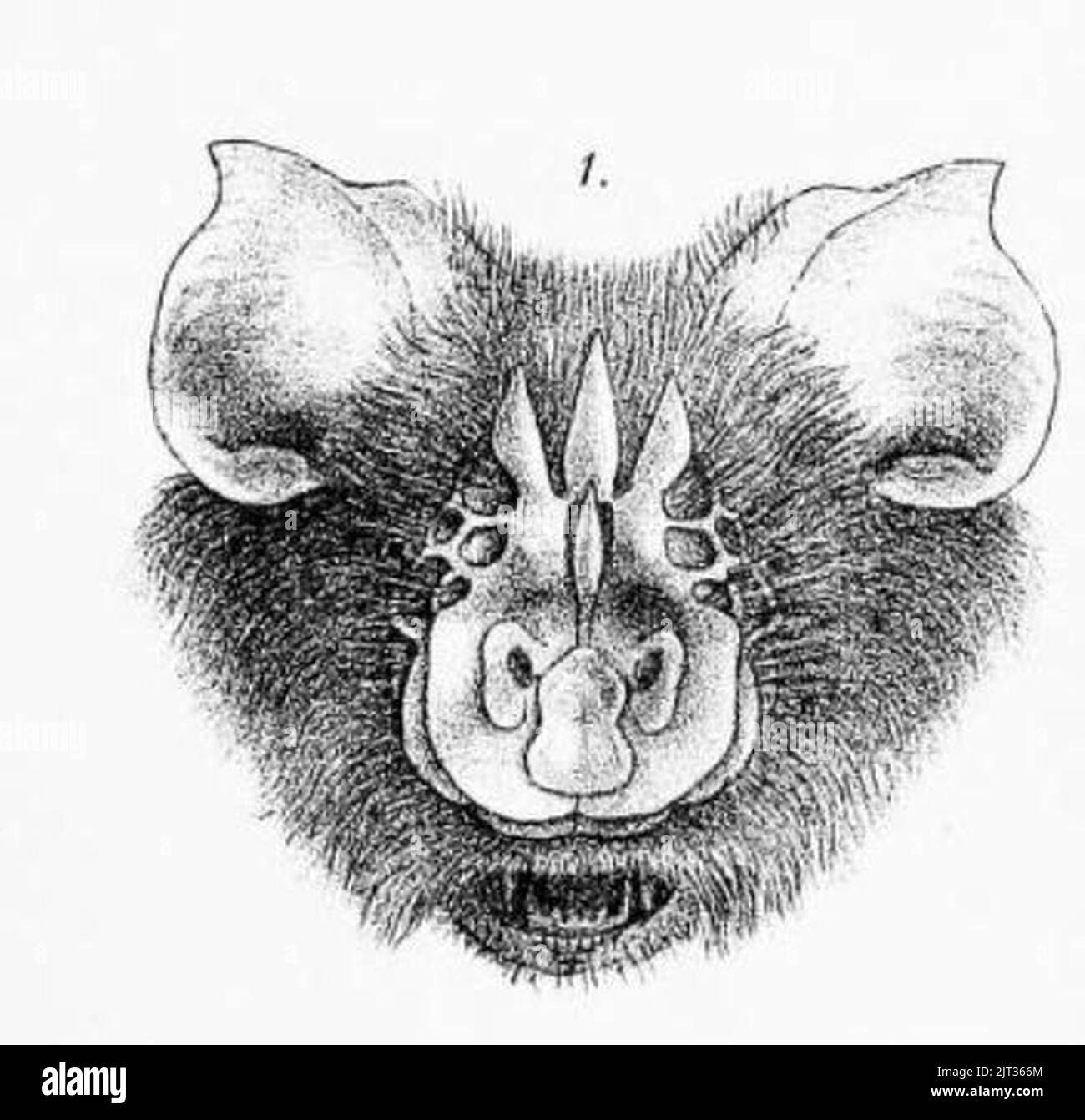 Triaenops persicus illustration Stock Photo Alamy