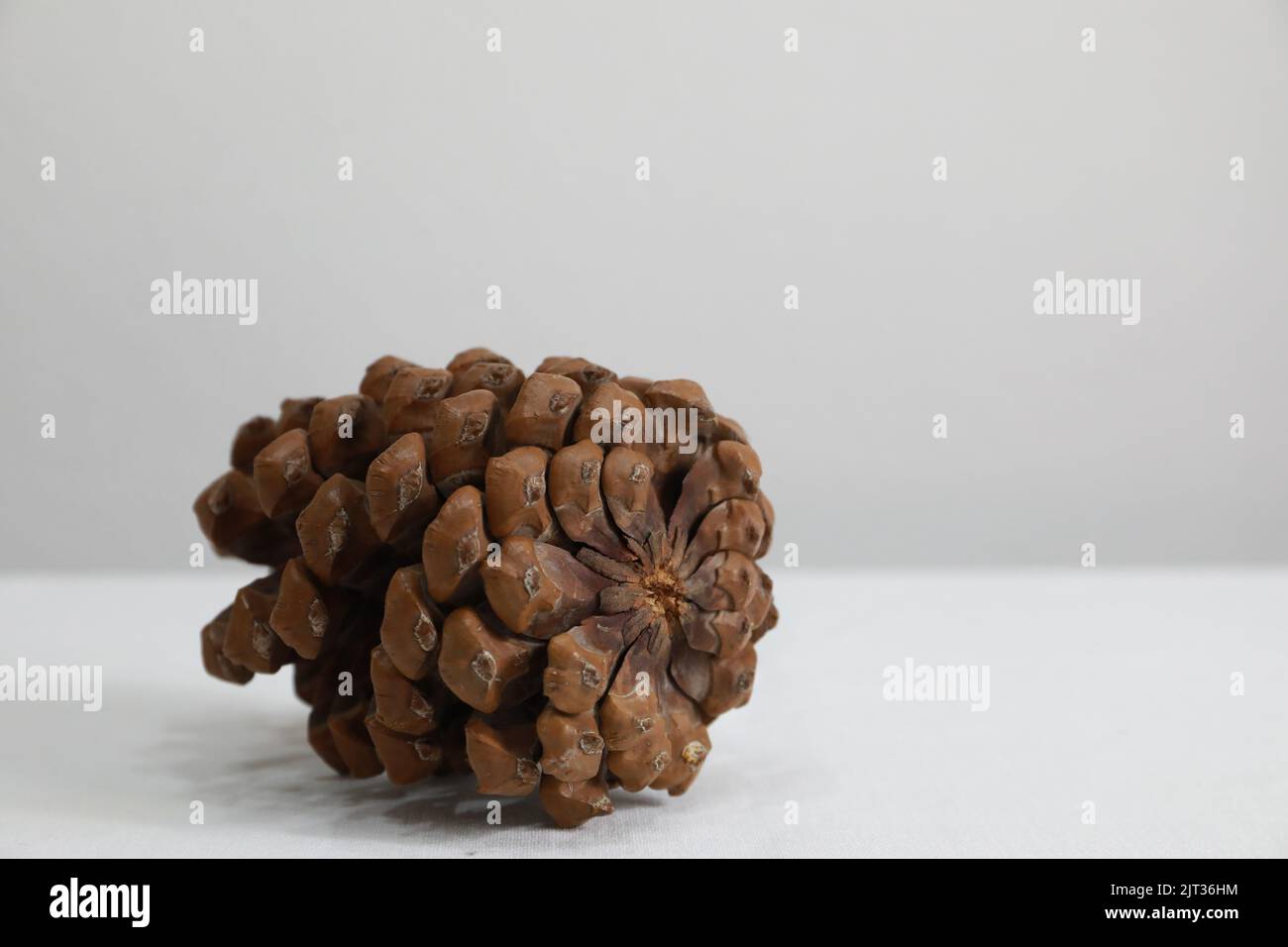 A closeup of a pine cone isolated on a white background Stock Photo - Alamy