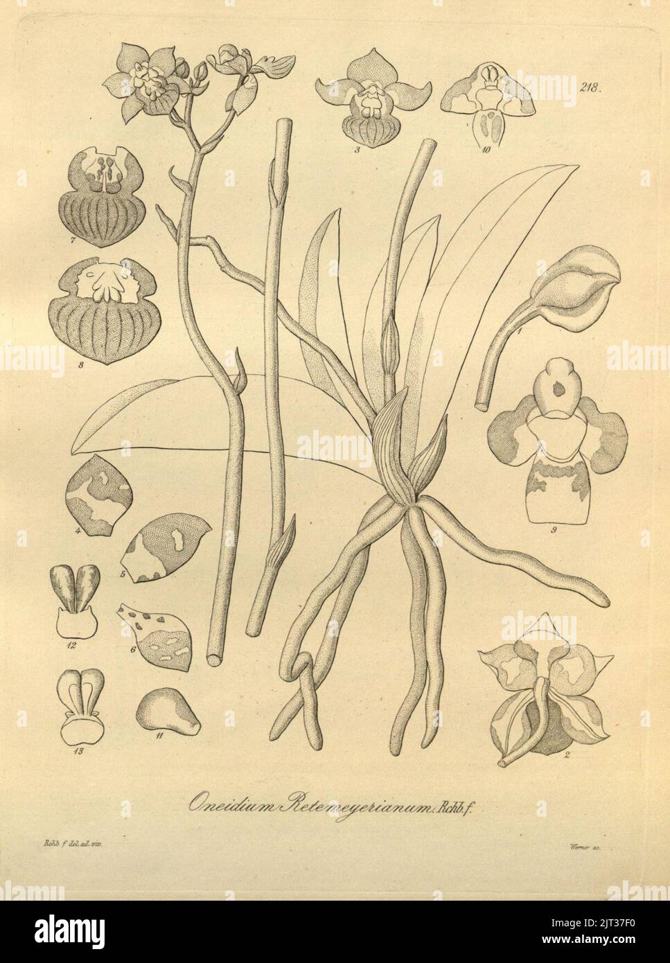 Trichocentrum lindenii (as Oncidium retemeyerianum) - Xenia 3 pl 218. Stock Photo