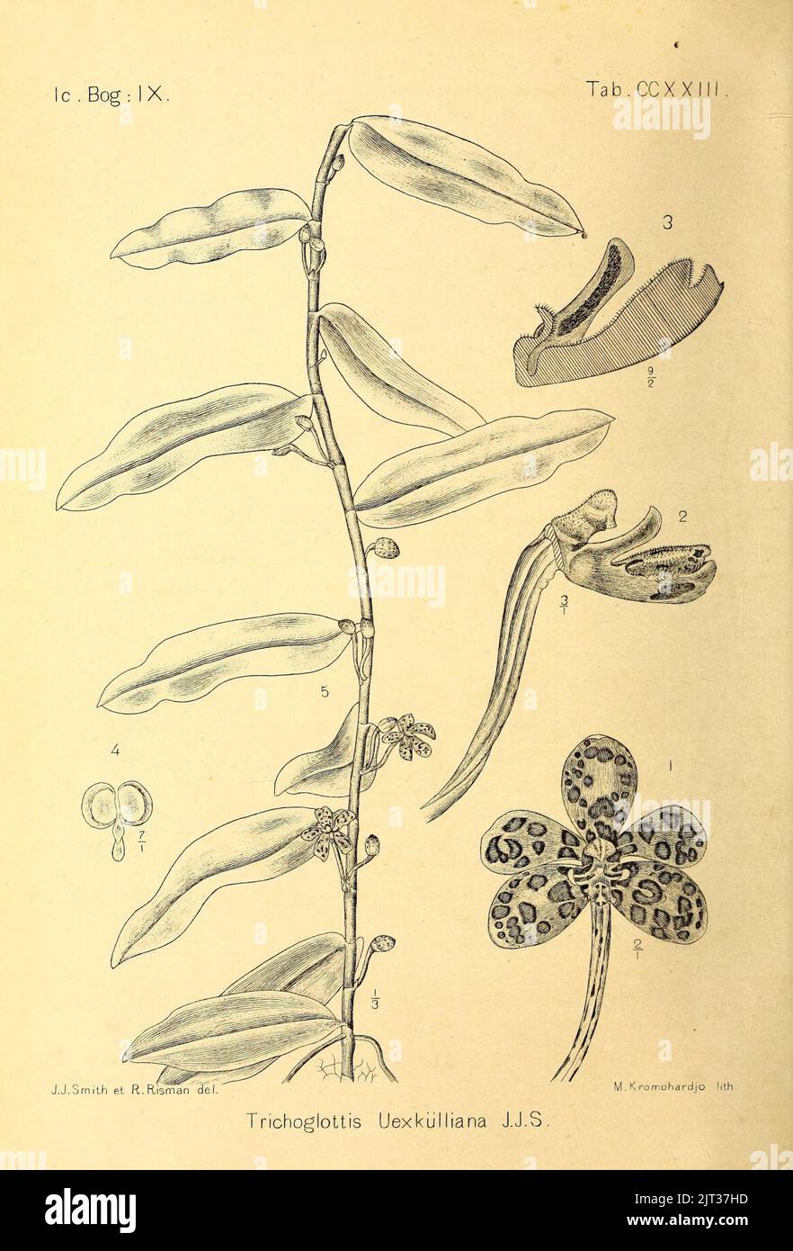 Trichoglottis uexkuelliana Icones Bogorienses V3 Tab CCXXIII (1906). Stock Photo