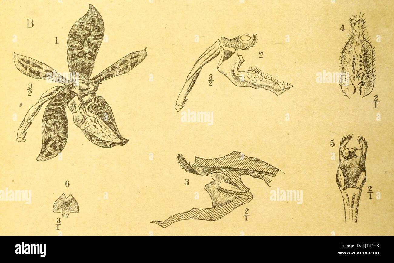 Trichoglottis pantherina Icones Bogorienses 2 Pl CXXIV B (1903). Stock Photo