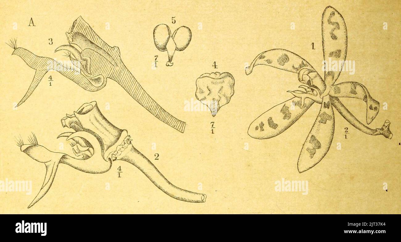 Trichoglottis bipenicillata Icones Bogorienses 2 Pl CXXV A (1903). Stock Photo