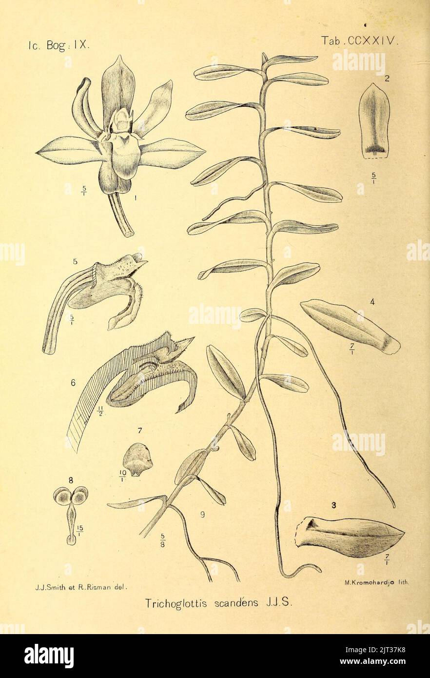 Trichoglottis scandens Icones Bogorienses V3 Tab CCXXIV (1906). Stock Photo