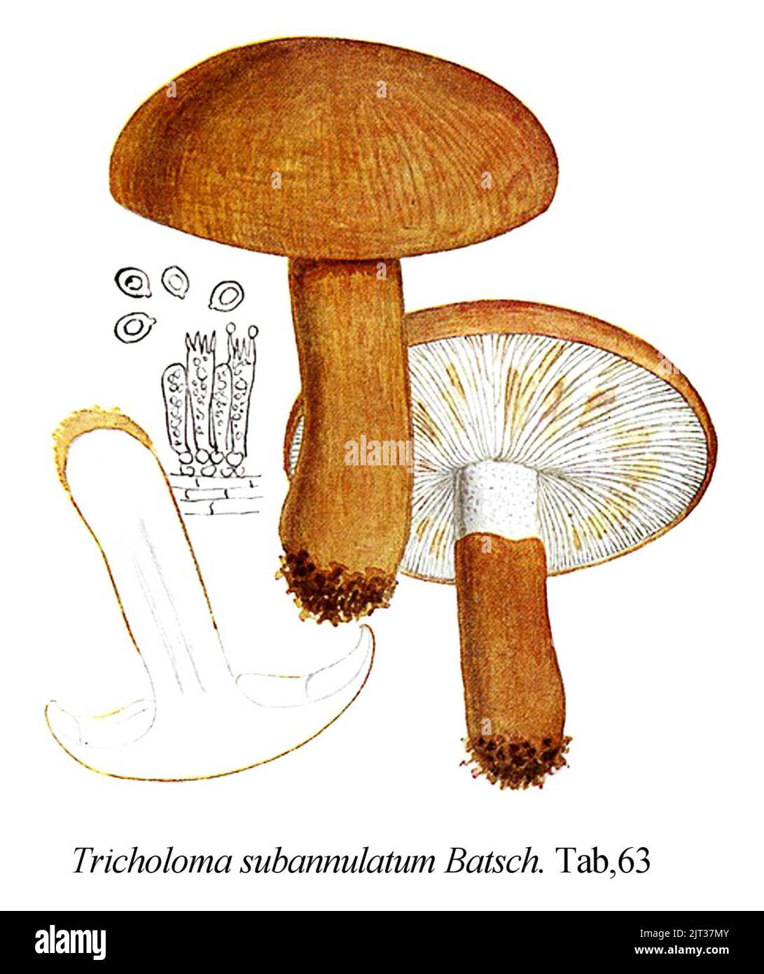 Tricholoma subannulatum-Icon-Mycol.-Tab-63. Stock Photo