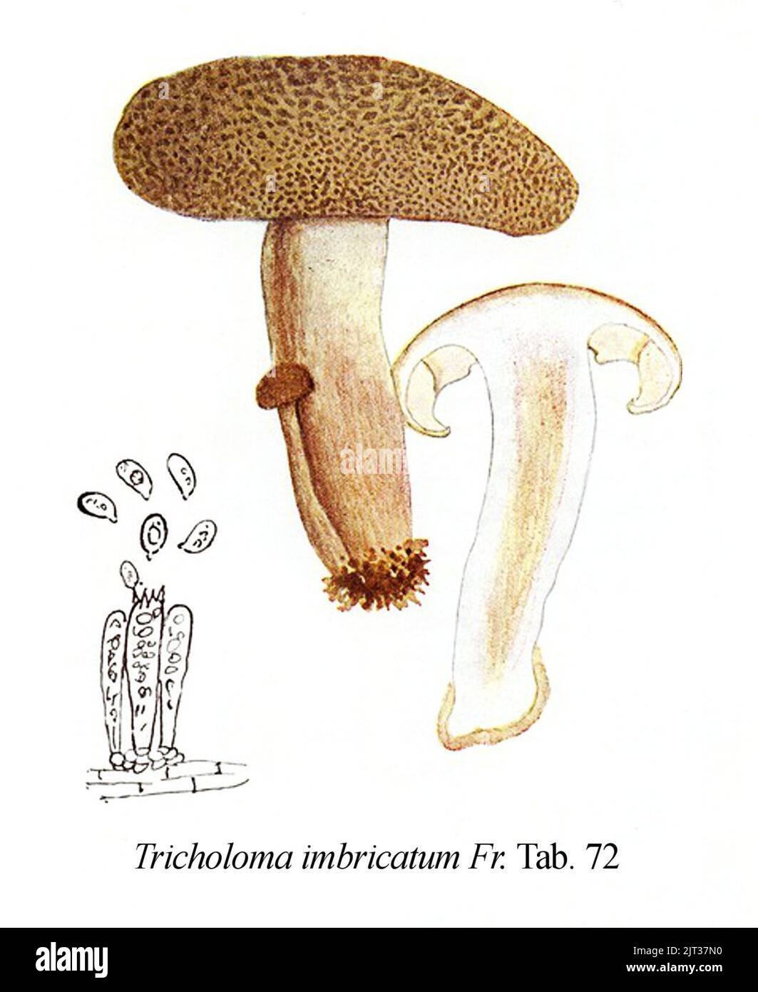 Tricholoma imbricatum-Icon-Mycol.-Tab-72. Stock Photo
