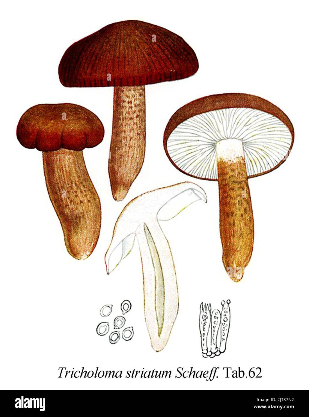 Tricholoma striatum -Icon-Mycol.-Tab-62. Stock Photo