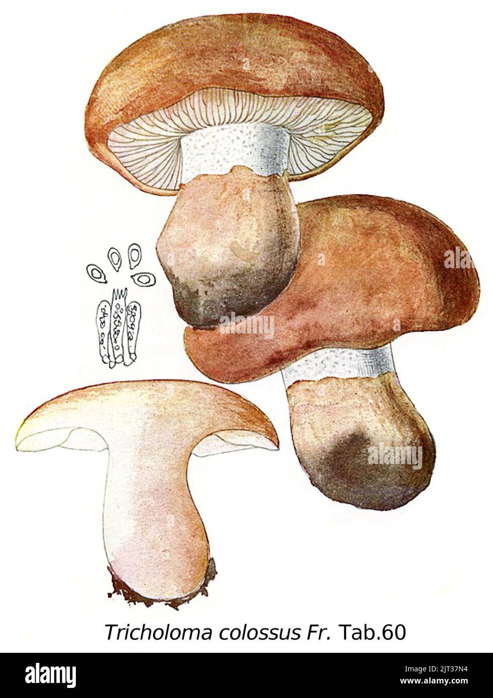 Tricholoma colossus-Icon-Mycol.-Tab-60. Stock Photo