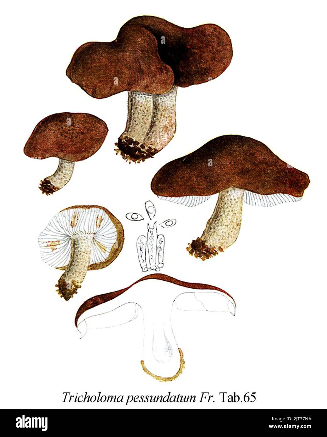 Tricholoma pessundatum-Icon-Mycol.-Tab-65. Stock Photo