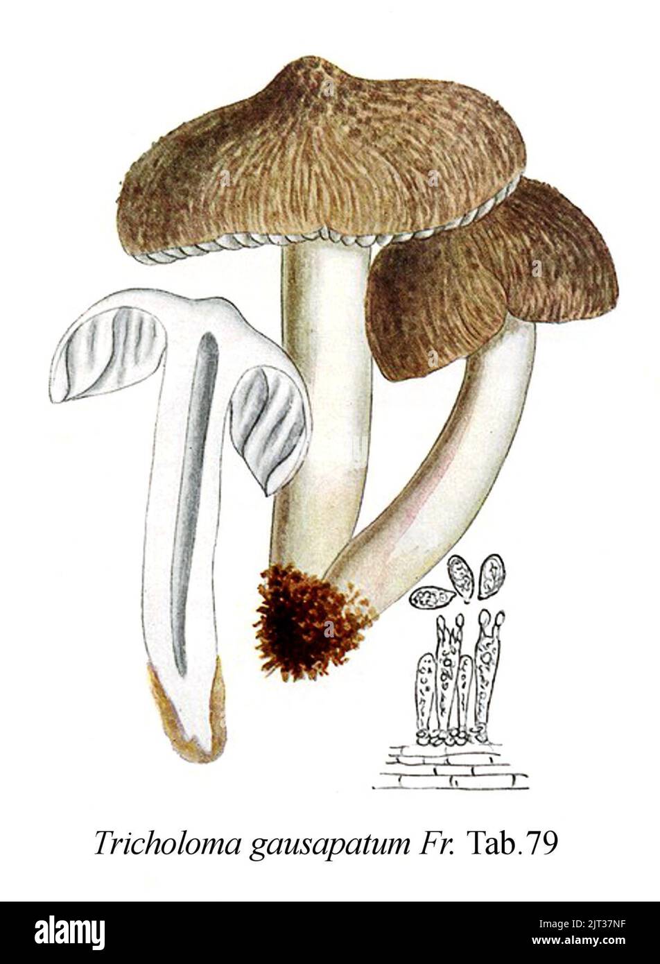 Tricholoma gausapatum-Icon-Mycol.-Tab-79. Stock Photo