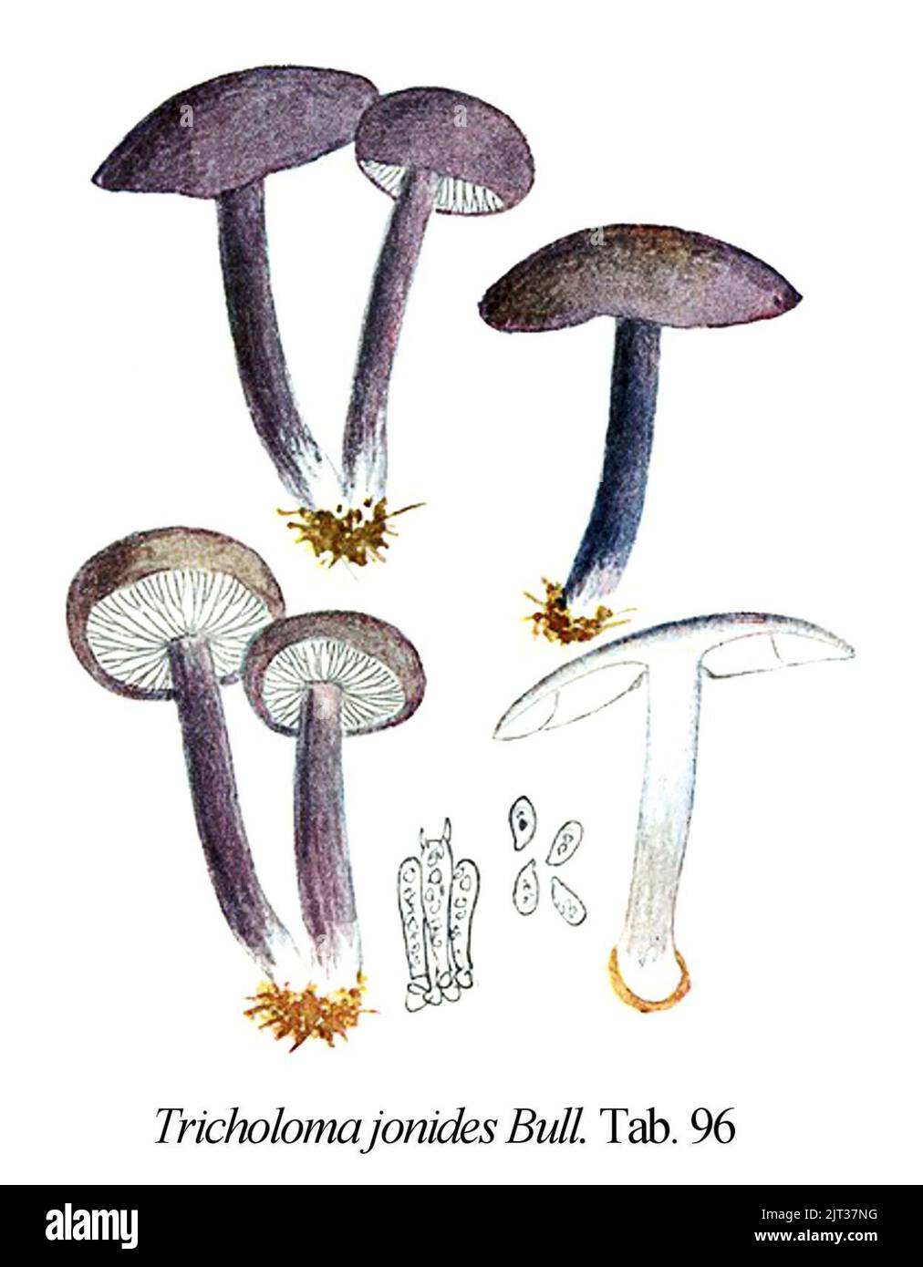 Tricholoma jonides-Icon-Mycol.-Tab-96. Stock Photo