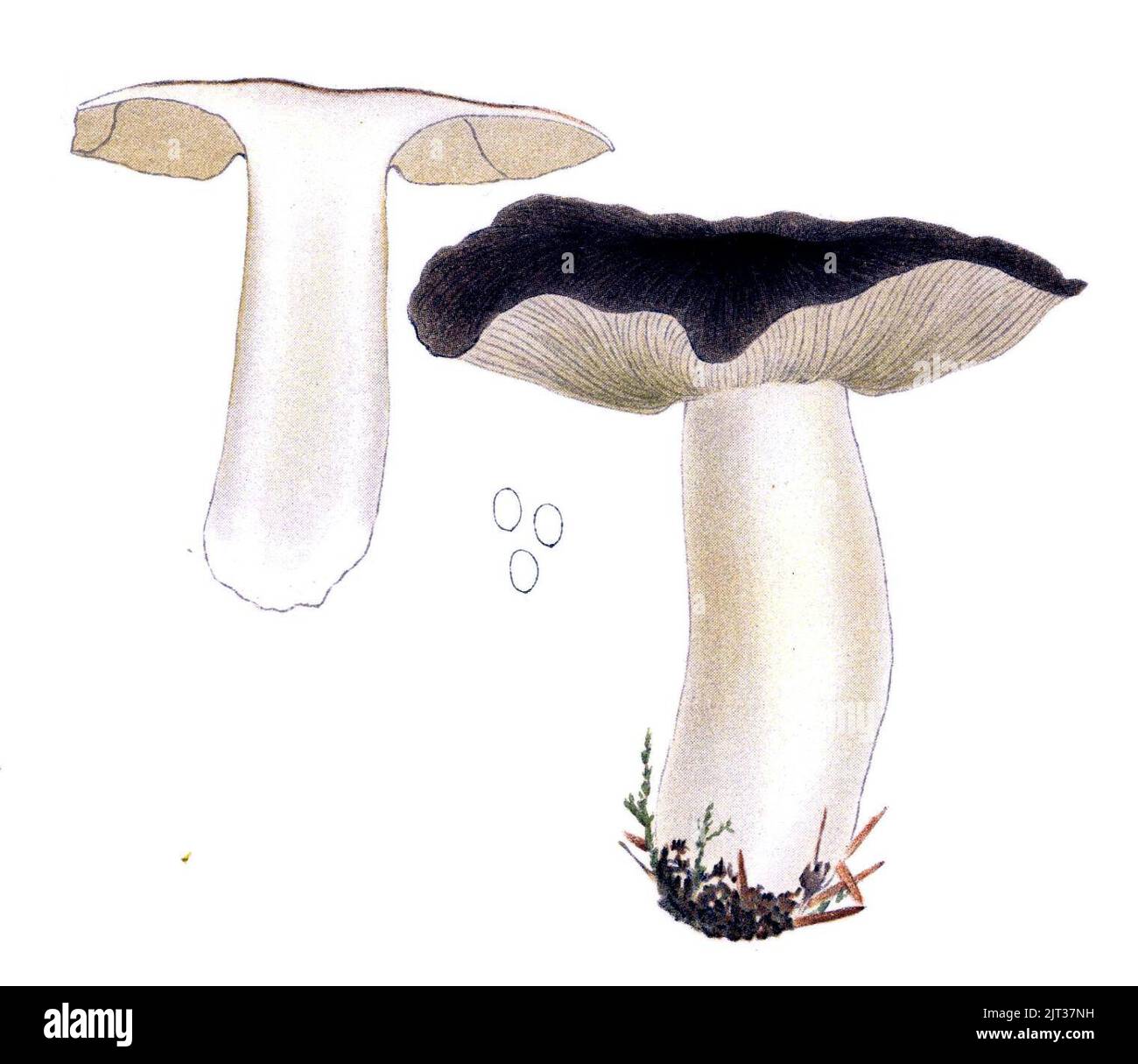Tricholoma portentosum (Flora agaricina Danica). Stock Photo