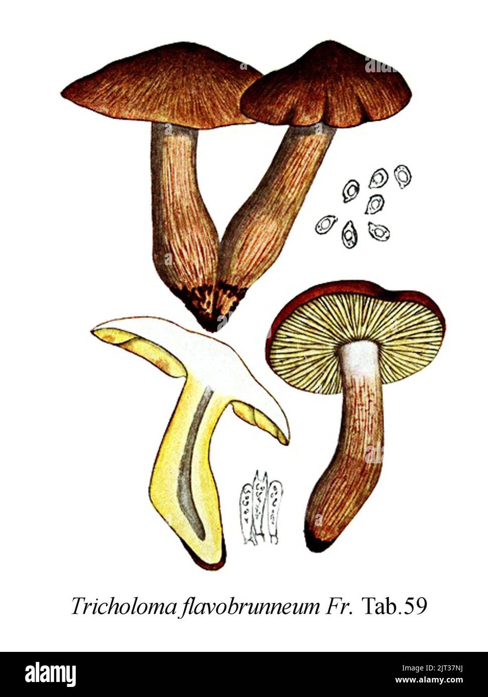 Tricholoma flavobrunneum-Icon-Mycol.-Tab-59. Stock Photo